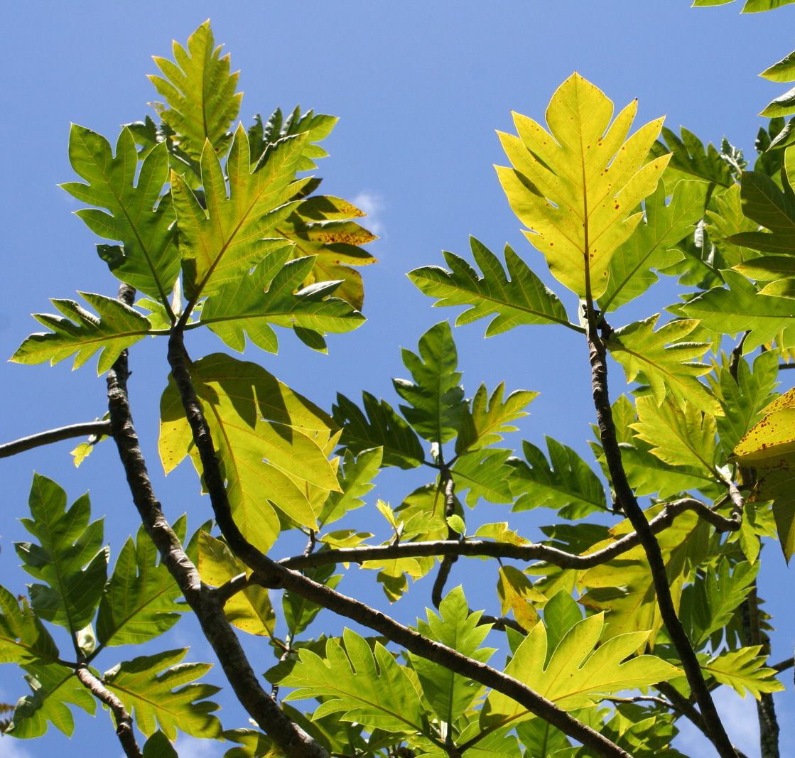 Polynesian Produce Stand �ULU BreadFruit Tree Hawaiian